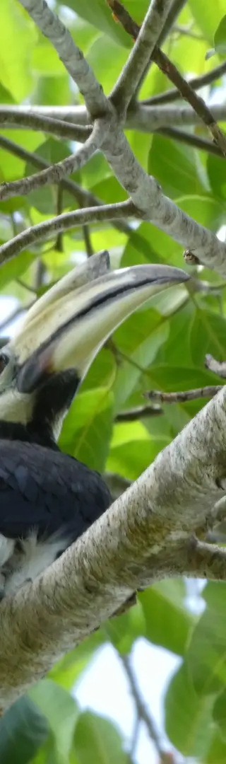 Ein spezieller Vogel